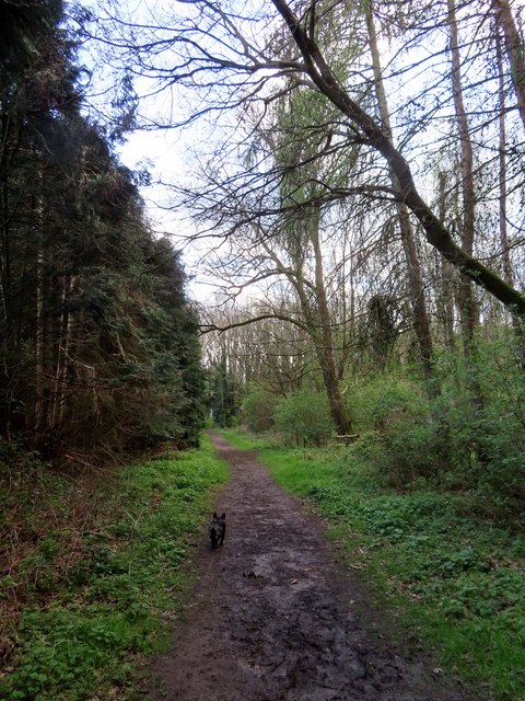 Track to Bagley Wood © Steve Daniels cc-by-sa/2.0 :: Geograph Britain ...