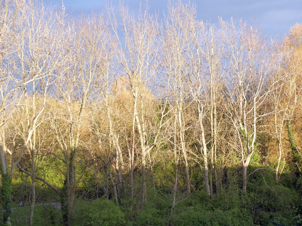 Trees bathed in evening sunshine © Gerald England cc-by-sa/2.0 ...