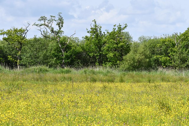 Sutton Fen Trail 3: Meadow full of... © Michael Garlick :: Geograph ...