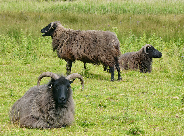 Far Ings Sheep Near Barton © Paul Harrop Geograph Britain And Ireland 3514