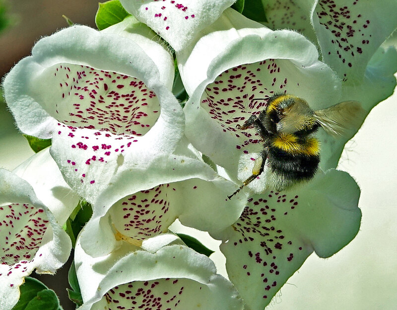 Bee on a Foxglove © Mary and Angus Hogg cc-by-sa/2.0 :: Geograph ...