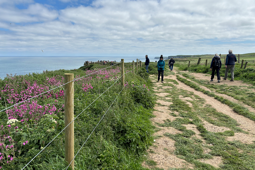 Clifftop at RSPB Bempton © David Dixon :: Geograph Britain and Ireland