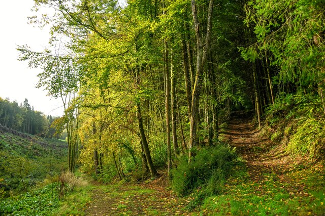 Withycombe : Treborough Wood © Lewis Clarke :: Geograph Britain and Ireland