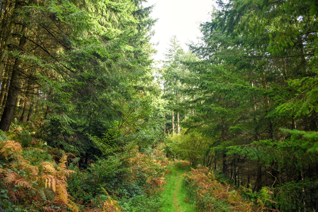 Withycombe : Woodland Track © Lewis Clarke cc-by-sa/2.0 :: Geograph ...