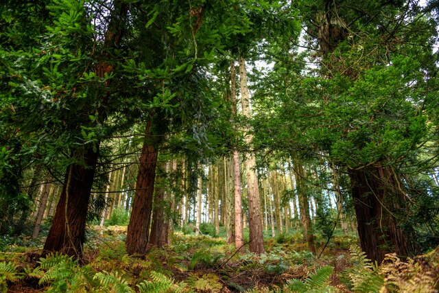 Withycombe : Beckway Wood © Lewis Clarke :: Geograph Britain and Ireland