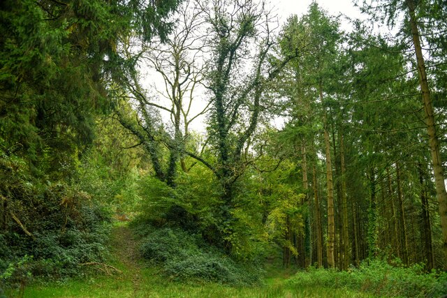 Withycombe : Beckway Wood © Lewis Clarke cc-by-sa/2.0 :: Geograph ...