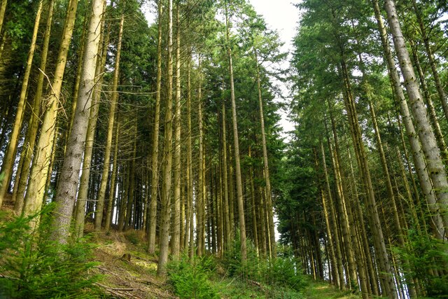 Withycombe : Beckway Wood © Lewis Clarke :: Geograph Britain and Ireland