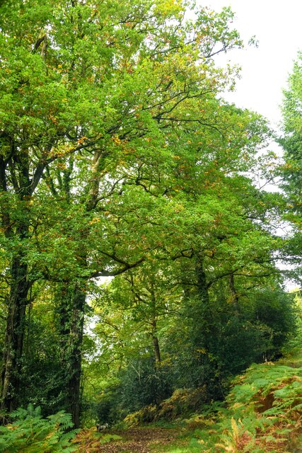 Withycombe : Woodland Track © Lewis Clarke cc-by-sa/2.0 :: Geograph ...