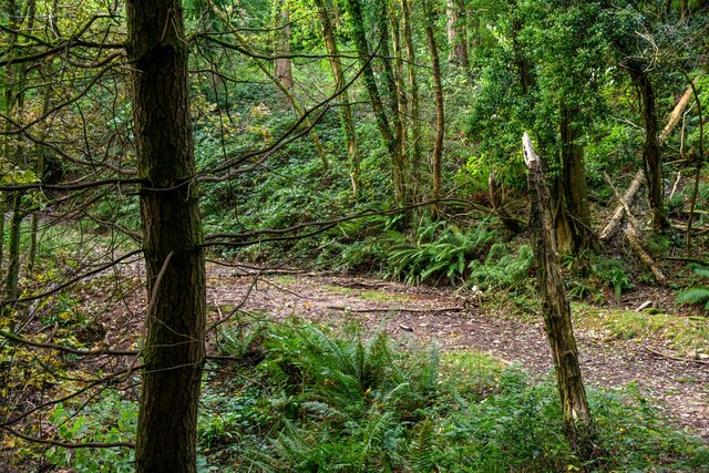 Withycombe : Woodland Track © Lewis Clarke :: Geograph Britain and Ireland