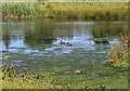 Pond near Thornton