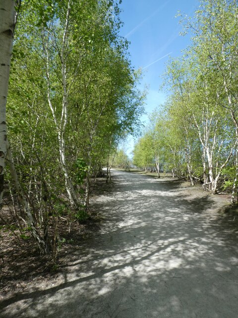 Cycle path in woodland on Flint Marsh... © David Smith :: Geograph ...