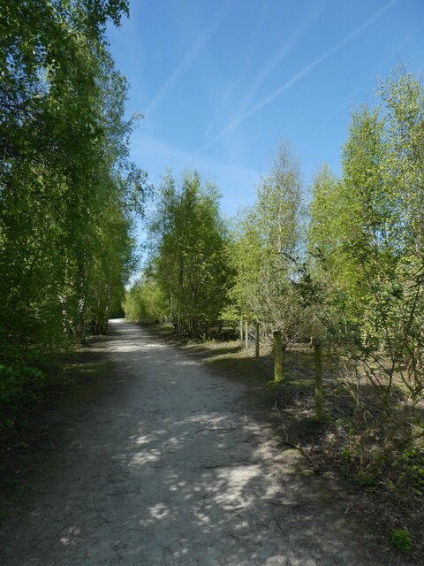 Cycle path in woodland on Flint Marsh... © David Smith cc-by-sa/2.0 ...