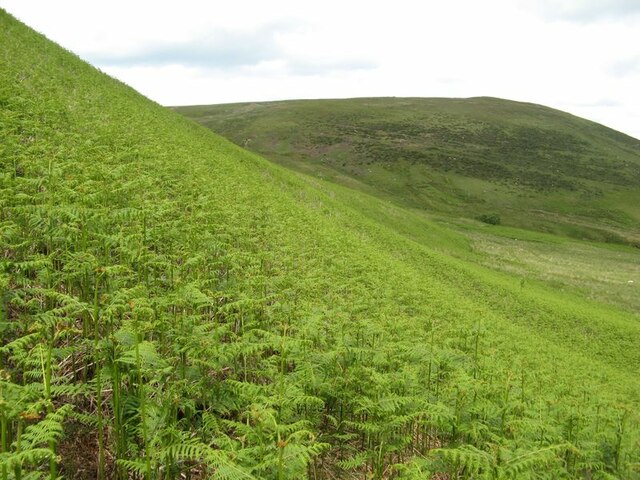 Bracken infestation © Jonathan Wilkins :: Geograph Britain and Ireland