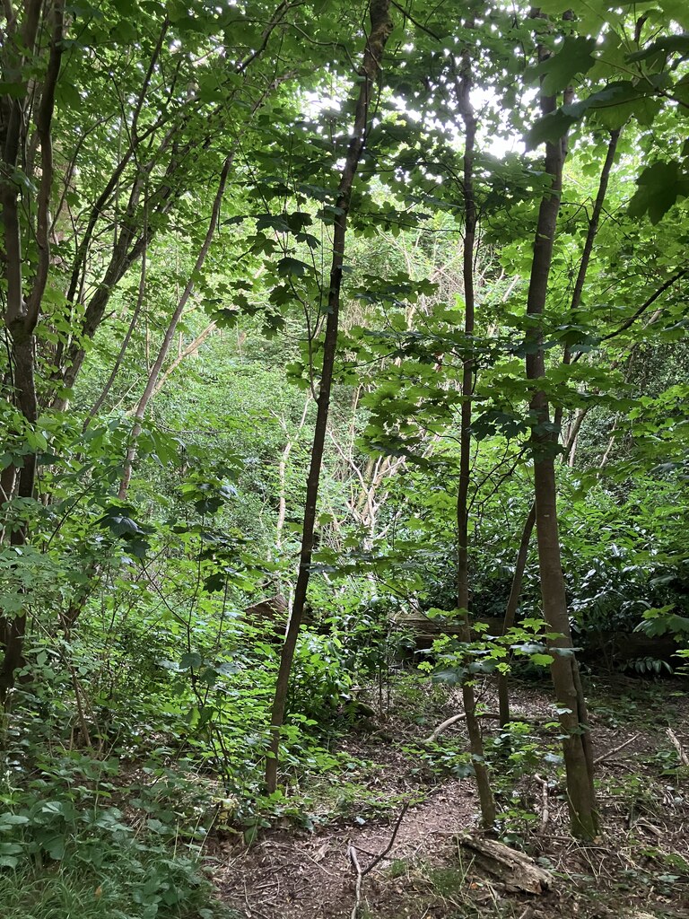 Devil's Den woods, Dorking © P Harris cc-by-sa/2.0 :: Geograph Britain ...