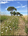 Wild flowers on the edge of a barley field