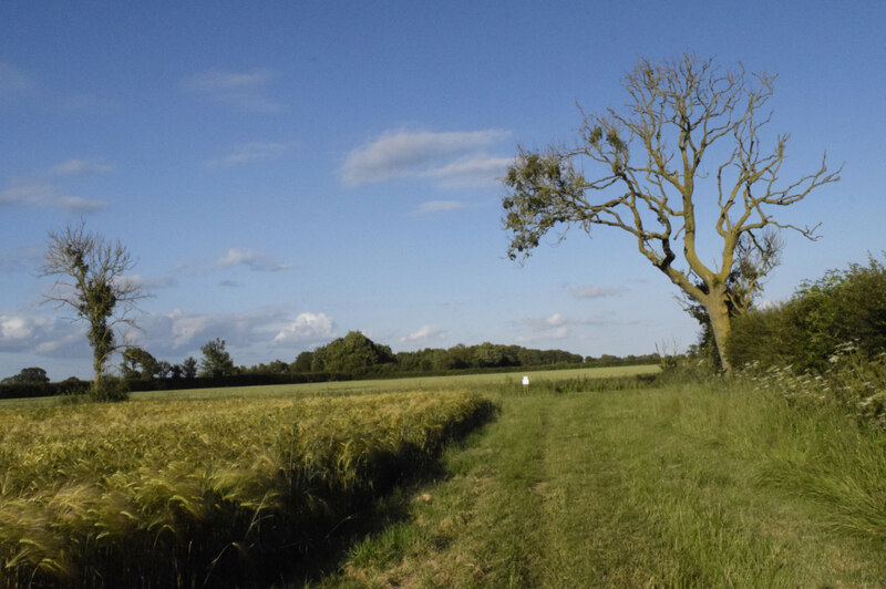 The ravages of Chalara © Chris Sayles cc-by-sa/2.0 :: Geograph Britain ...