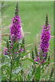 Purple Loosestrife