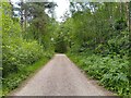 Hawley Common bridleway