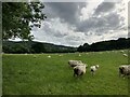 Sheep grazing in field to south of Dorking