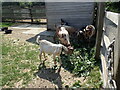 Goats at Surrey Docks Farm