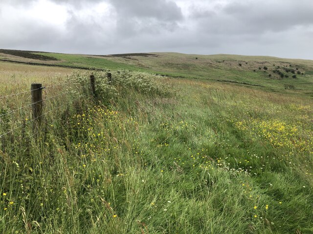 Hay meadows, Langhope © Richard Webb :: Geograph Britain and Ireland