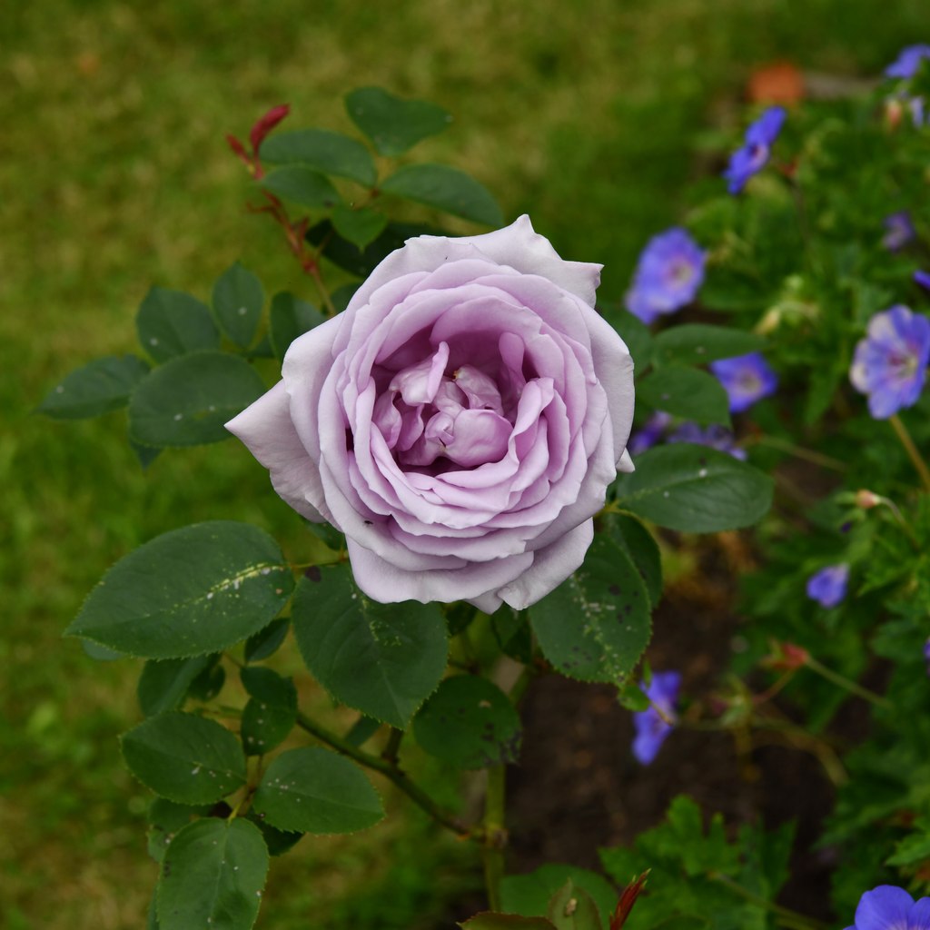 Swafield Hall Open Day: Rose 4 © Michael Garlick cc-by-sa/2.0 ...