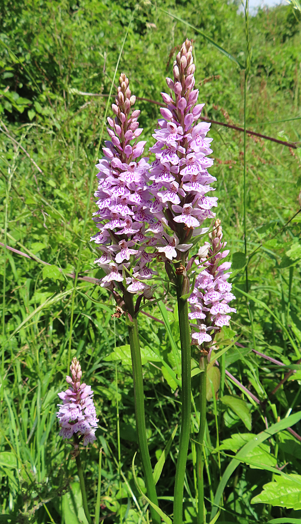 Common Spotted Orchid (Dactylorhiza... © Anne Burgess cc-by-sa/2.0 ...