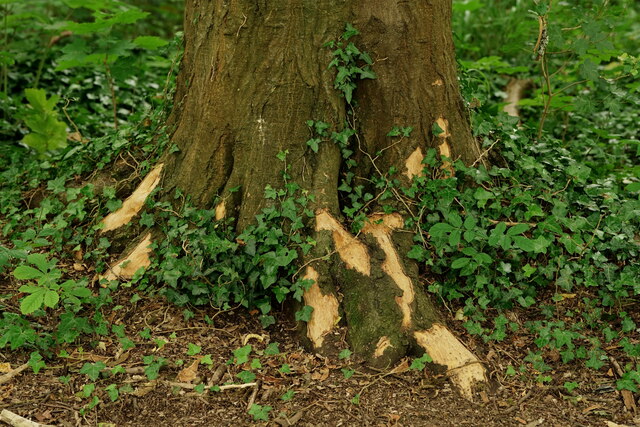 Kingswood © Peter Trimming :: Geograph Britain and Ireland