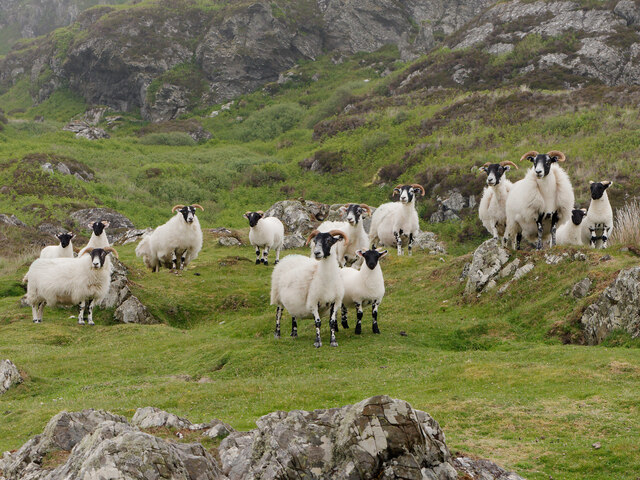 Scottish Blackface sheep near The... © Julian Paren cc-by-sa/2.0 ...