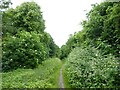 Overgrown bridleway