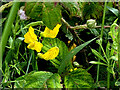 Meadow pea blossoms, Moylagh