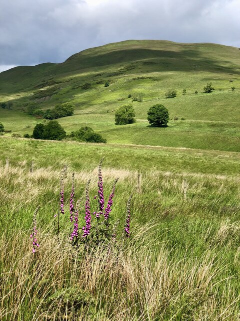 A vibrant display of Foxgloves fills the foreground of this view across Menstrie Glen