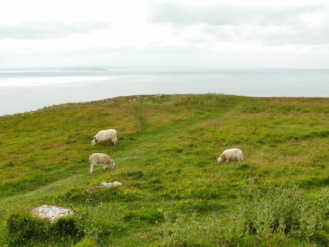 Sheep On The Great Orme © Stephen Craven :: Geograph Britain And Ireland