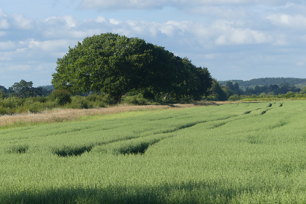 Farmland, Englefield © Andrew Smith :: Geograph Britain and Ireland