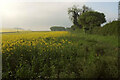 Oilseed rape near Farnham