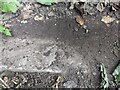 Rivet Benchmark on footpath step near Croesged