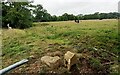 Cows in field at western edge of Barrow