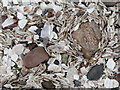 Shells and rocks in Avoch Bay