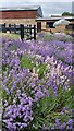 Lavender border at Hitchin Lavender