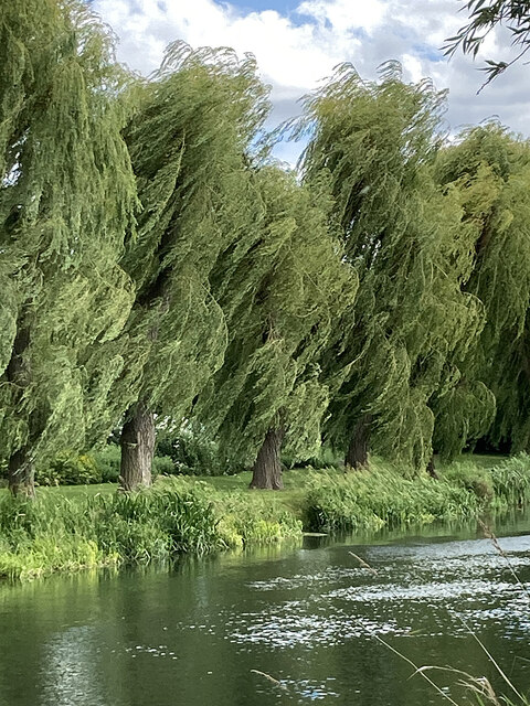 Horningsea: wind-blown willows © John Sutton cc-by-sa/2.0 :: Geograph ...