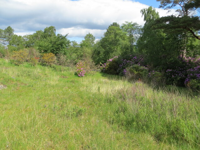 Rough ground and blooming rhododendrons... © Peter Wood cc-by-sa/2.0 ...