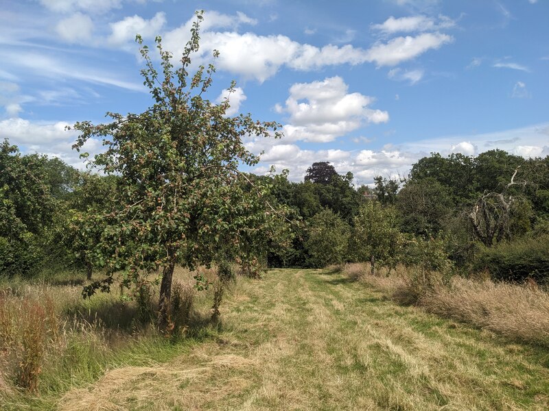 Orchard at Little Hereford © Fabian Musto cc-by-sa/2.0 :: Geograph ...