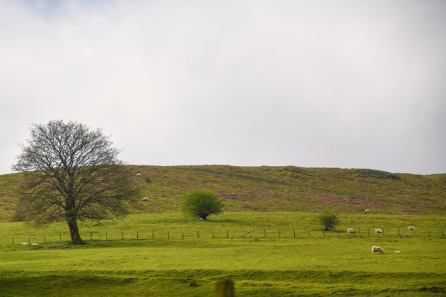 Pen-Y-Bont-Fawr : Grassy Field © Lewis Clarke :: Geograph Britain and ...