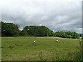 Sheep grazing towards Horsepasture Coppice