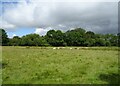 Sheep grazing, Haughton