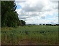 Cereal crop beside woodland