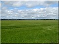 Cereal crop, Osbaston