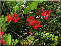 Chilean Flame Creeper, Tattynure