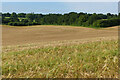 Farmland, Bighton