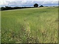 Barley near Abberley